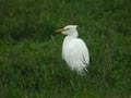 Héron garde-bœufs Bubulcus ibis