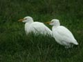 Héron garde-bœufs Bubulcus ibis