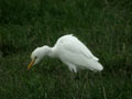 Héron garde-bœufs Bubulcus ibis