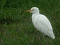 Héron garde-bœufs Bubulcus ibis