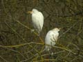 Héron garde-bœufs Bubulcus ibis