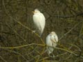 Héron garde-bœufs Bubulcus ibis