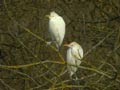 Héron garde-bœufs Bubulcus ibis