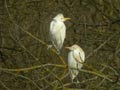 Héron garde-bœufs Bubulcus ibis