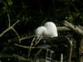 Héron garde-bœufs Bubulcus ibis