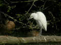 Héron garde-bœufs Bubulcus ibis