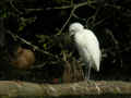 Héron garde-bœufs Bubulcus ibis