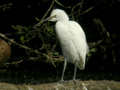 Héron garde-bœufs Bubulcus ibis