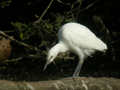 Héron garde-bœufs Bubulcus ibis