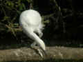 Héron garde-bœufs Bubulcus ibis