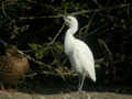 Héron garde-bœufs Bubulcus ibis