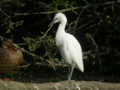 Héron garde-bœufs Bubulcus ibis