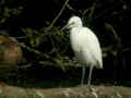 Héron garde-bœufs Bubulcus ibis