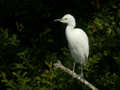 Héron garde-bœufs Bubulcus ibis