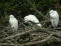 Héron garde-bœufs Bubulcus ibis