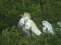 Héron garde-bœufs Bubulcus ibis