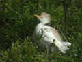 Héron garde-bœufs Bubulcus ibis