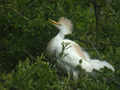 Héron garde-bœufs Bubulcus ibis