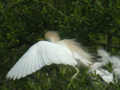 Héron garde-bœufs Bubulcus ibis