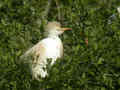 Héron garde-bœufs Bubulcus ibis