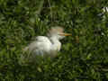 Héron garde-bœufs Bubulcus ibis