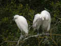 Héron garde-bœufs Bubulcus ibis