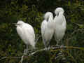 Héron garde-bœufs Bubulcus ibis