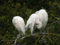 Héron garde-bœufs Bubulcus ibis