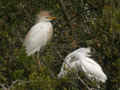 Héron garde-bœufs Bubulcus ibis