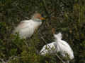 Héron garde-bœufs Bubulcus ibis