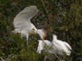 Héron garde-bœufs Bubulcus ibis