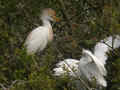 Héron garde-bœufs Bubulcus ibis