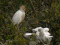 Héron garde-bœufs Bubulcus ibis