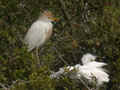 Héron garde-bœufs Bubulcus ibis