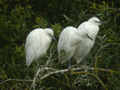 Héron garde-bœufs Bubulcus ibis