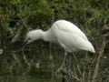 Héron garde-bœufs Bubulcus ibis