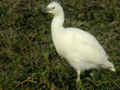 Héron garde-bœufs Bubulcus ibis