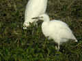 Héron garde-bœufs Bubulcus ibis