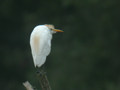 Héron garde-bœufs Bubulcus ibis