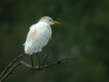 Héron garde-bœufs Bubulcus ibis