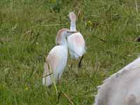 Héron garde-bœufs Bubulcus ibis