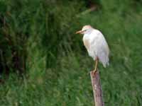 Héron garde-bœufs Bubulcus ibis