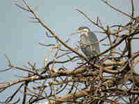 Héron mélanocéphale Ardea melanocephala