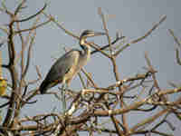 Héron mélanocéphale Ardea melanocephala