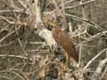 Héron pourpré Ardea purpurea