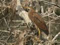 Héron pourpré Ardea purpurea