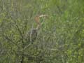 Héron pourpré Ardea purpurea