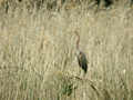 Héron pourpré Ardea purpurea