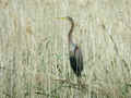 Héron pourpré Ardea purpurea