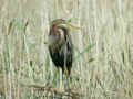 Héron pourpré Ardea purpurea